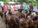 Exposure visit of farmers to silonijan Goat Farm