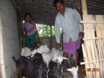 Goat Farming at Tamulpur Under ALPCO EGM